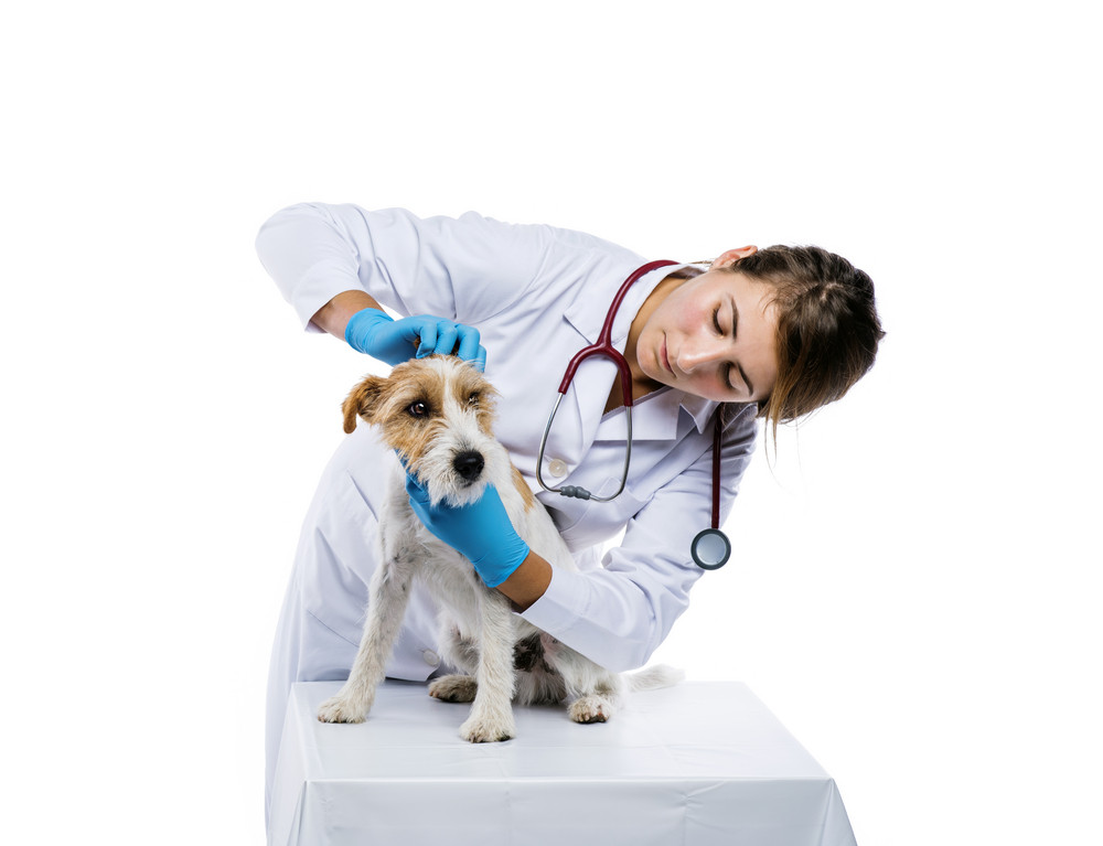 veterinary practice loan.jpg