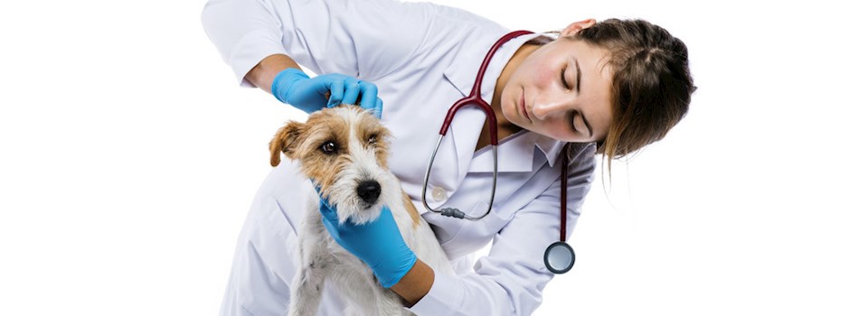 veterinary practice loan.jpg